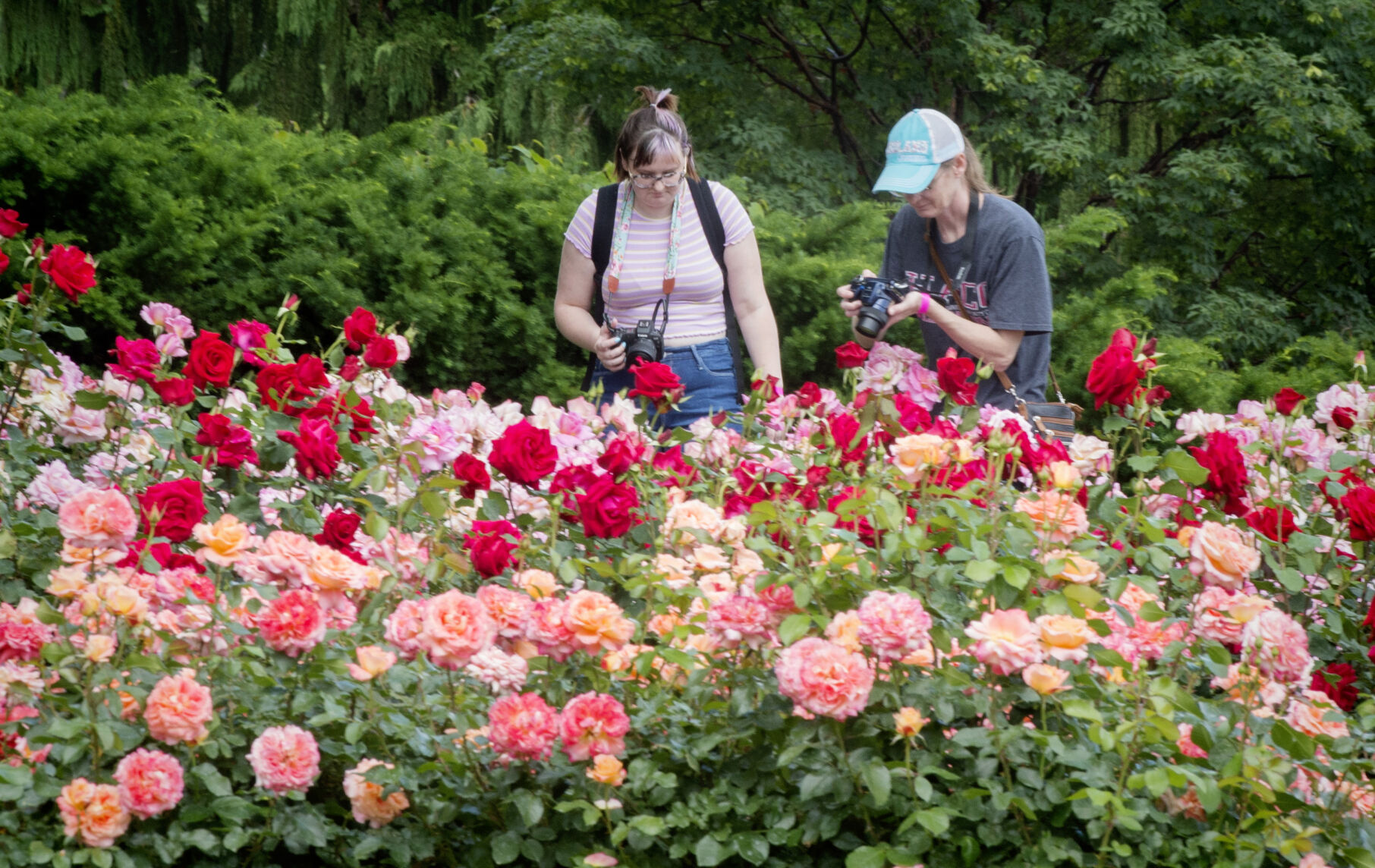 Hershey Gardens roses